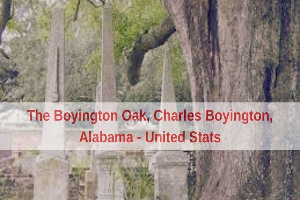 The Boyington Oak, Charles Boyington, Alabama - United Stats